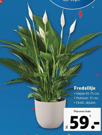 Lidl Fredslilje tilbud