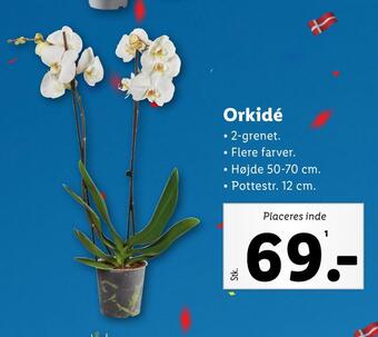 Lidl Orkidé tilbud