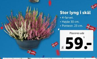 Lidl Stor lyng i skål tilbud