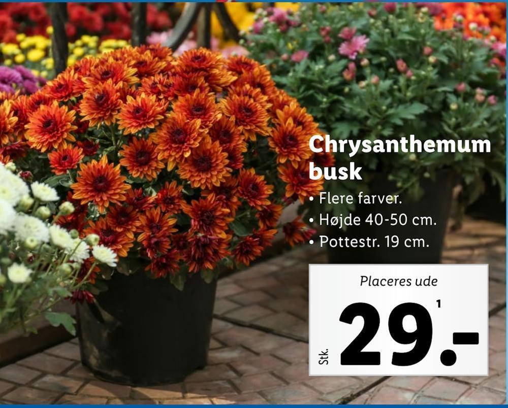 Chrysanthemum busk tilbud hos Lidl
