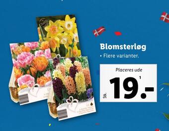 Lidl Blomsterløg tilbud