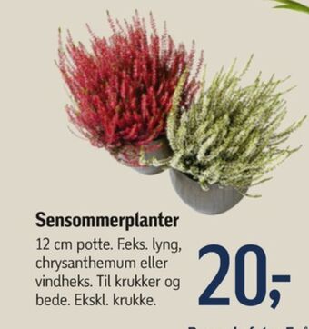 Føtex Ukendt planter tilbud