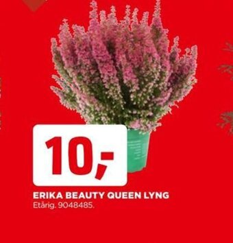 jem & fix ERIKA BEAUTY QUEEN LYNG tilbud