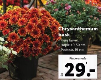 Chrysanthemum busk