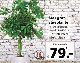 Lidl Stor grøn stueplante tilbud