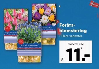 Lidl Forårs-blomsterløg tilbud