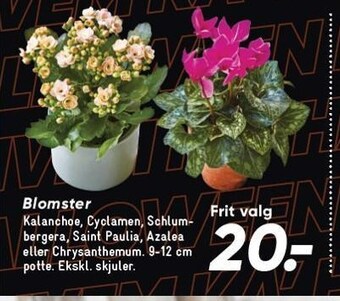 Bilka Blomster tilbud
