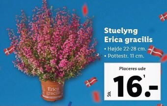 Stuelyng erica gracilis