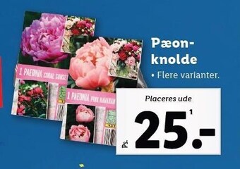 Pæonknolde