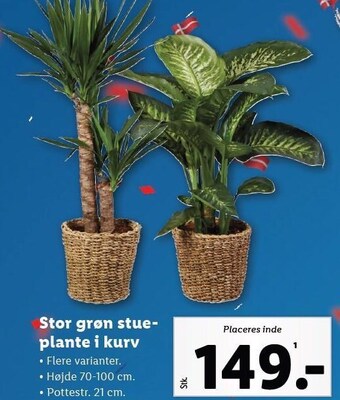 Lidl Stor grøn stueplante i kurv tilbud