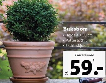 Lidl Buksbom tilbud