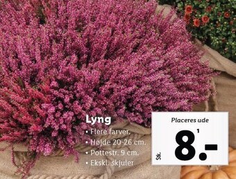 Lidl Lyng tilbud