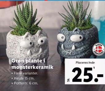 Lidl Grøn plante i monsterkeramik tilbud