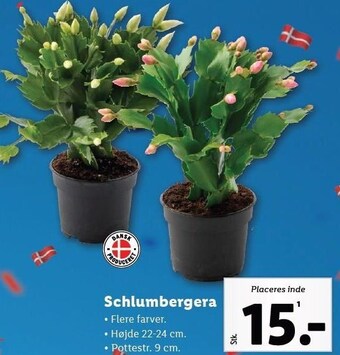 Lidl Schlumbergera tilbud