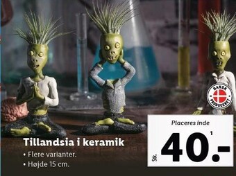 Lidl Tillandsia i keramik tilbud