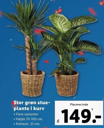 Lidl Stor grøn stue-plante i kurv tilbud