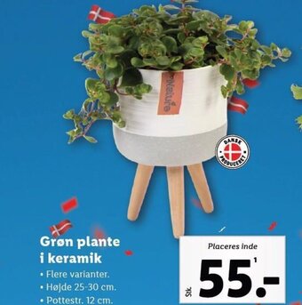 Lidl Grøn plante i keramik tilbud
