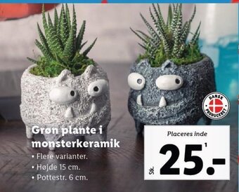 Lidl Grøn plante i monsterkeramik tilbud