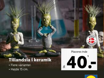 Lidl Tillandsia i keramik tilbud