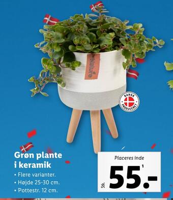 Grøn plante i keramik
