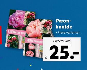 Lidl Pæonknolde tilbud
