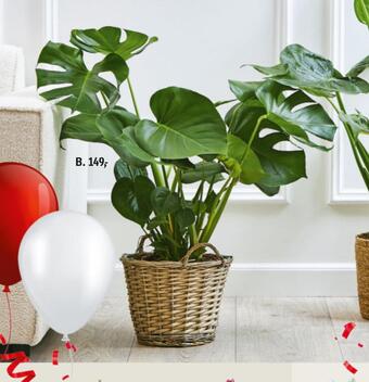 Føtex Grønne planter tilbud