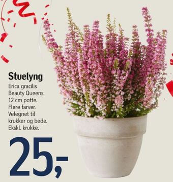 Føtex Ukendt planter tilbud