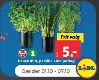 Netto Dansk dild, persille eller purløg tilbud