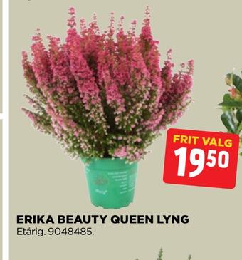 Erika beauty queen lyng