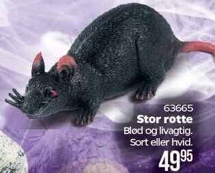 Stor rotte