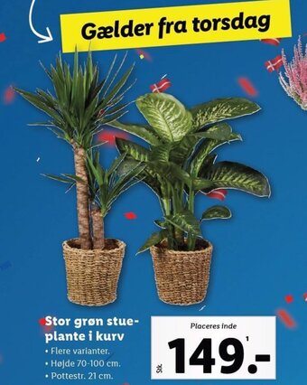 Lidl Stor grøn stue-plante i kurv tilbud