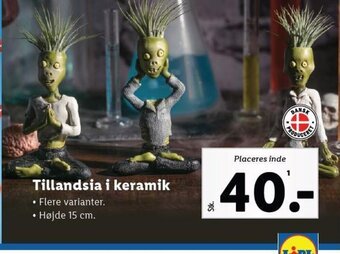 Lidl Tillandsia i keramik tilbud