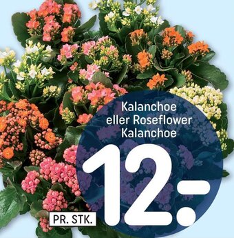 REMA 1000 Kalanchoe eller Roseflower tilbud