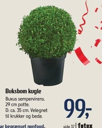 Føtex Buksbom kugle tilbud