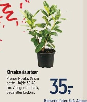 Føtex Kirsebærlaurbær tilbud