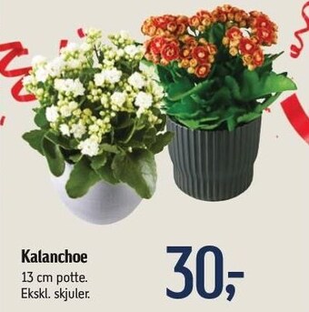 Føtex Kalanchoe tilbud