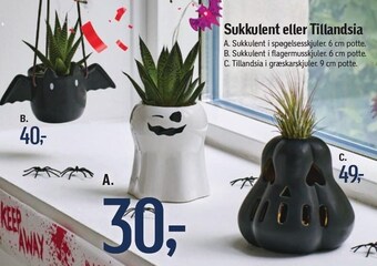 Føtex Sukkulent eller tillandsia tilbud