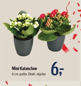 Føtex Mini Kalanchoe tilbud