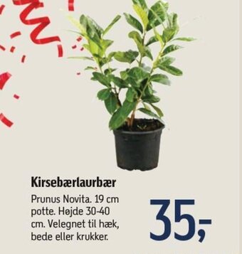 Kirsebærlaurbær