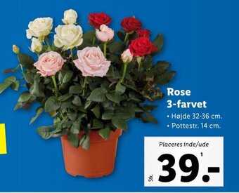 Lidl Rose 3-farvet tilbud