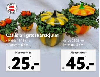 Lidl Callisia i græskarskjuler tilbud