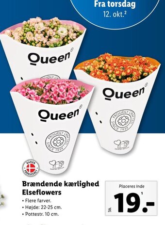 Brændende kærlighed Elseflowers