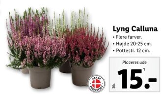 Lidl Lyng Calluna tilbud