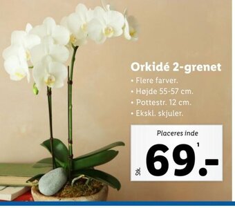 Lidl Orkidé 2-grenet tilbud