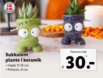 Lidl Sukkulent plante i keramik tilbud