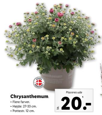 Lidl Chrysanthemum tilbud
