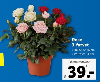 Lidl Rose 3-farvet tilbud