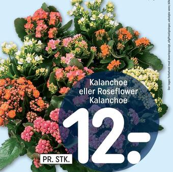Kalanchoe eller roseflower kalanchoe