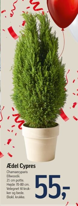 Føtex Ukendt planter tilbud