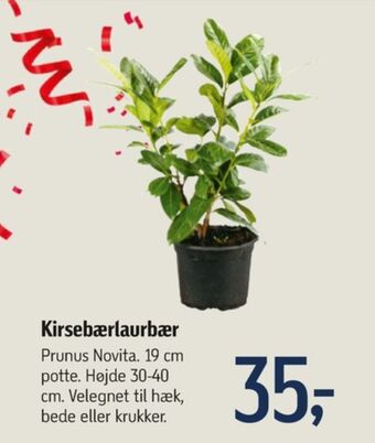Føtex Ukendt planter tilbud